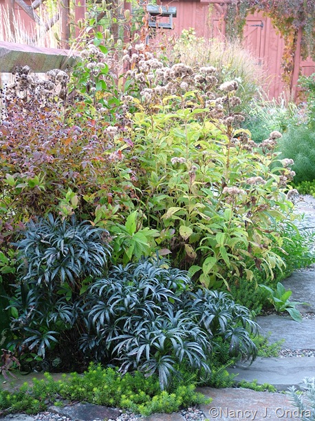 Eupatorium maculatum with Helleborus foetidus and Gillenia stipulata Oct 11 10