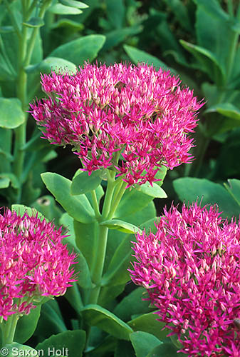 Stonecrop, Sedum spectabile 'Neon'