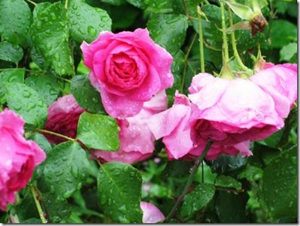 pink roses up close-wet-resized