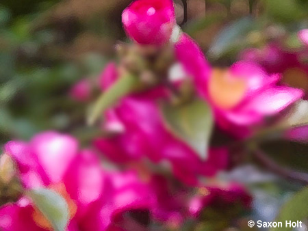pink flowers Camellia sasanqua 'Kanjiro' for m'eyes recuperating