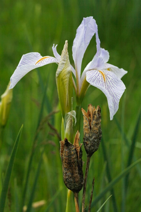 Iris missouriensis_9648