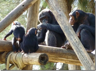 4 chimpanzees on arbor-cropped
