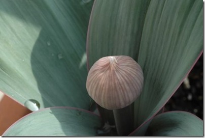 DSC_0343.JPG-allium #2