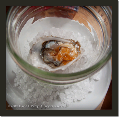 David Perry-oyster on a hot shell from a distance