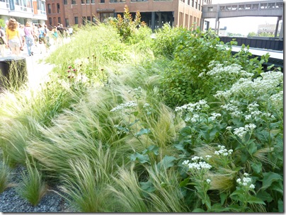 High Line Garden in NYC 013