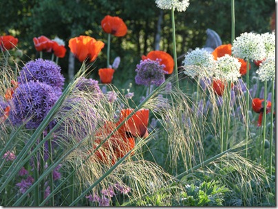 Locus flavum garden in Holland 014