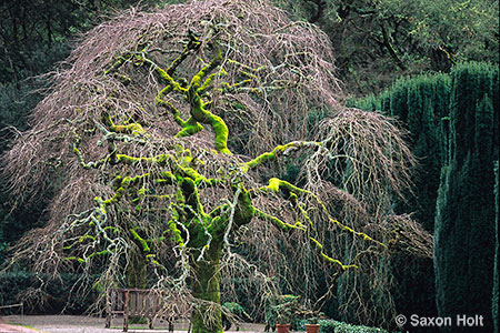 Camperdown elm tree in winter - Filoli garden