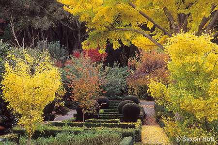 Ginkgo trees in fall color Filoli gardens