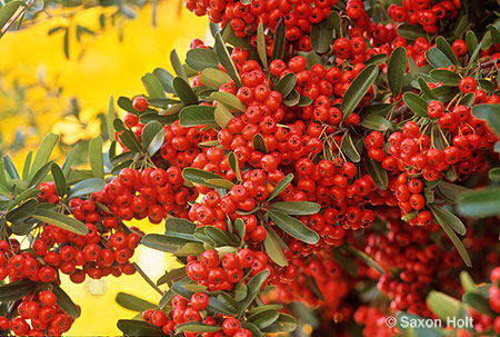 Red Pyracantha berries in winter garden