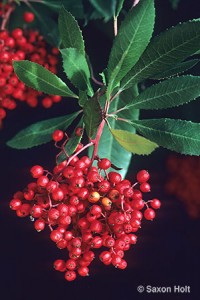 Toyon or Christmas Berry,Heteromeles arbutifolia 