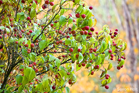 Red winter berries of Cornus kousa