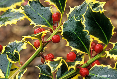 variegated holly with winter berries