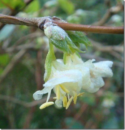 12 De welriekende Lonicera fragrantissima bloeit de hele winter, tot april.