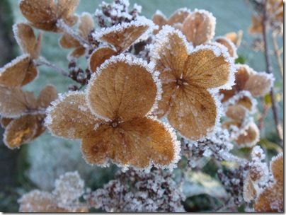 13 Winterbeeld van Hydrangea paniculata 'Burgundy Lace'