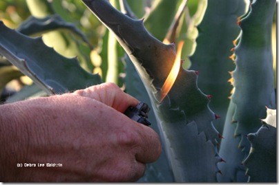 Agave_flame[1]