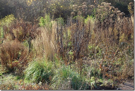 DSC_0235[1]-Noel Kingsbury-eupatorium and grasses