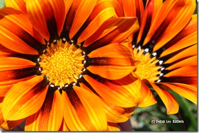 Gazania_duo_resized[1]