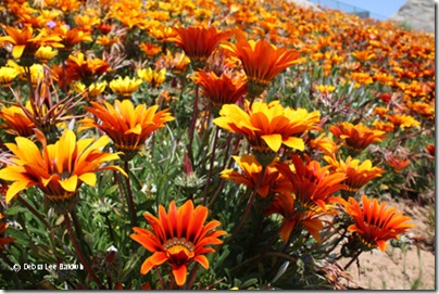 Gazania_hillside_resized[1]