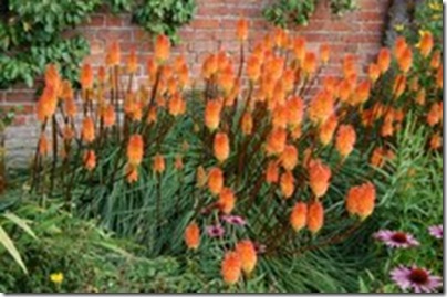 Kniphofia_sp.Croft_Castle