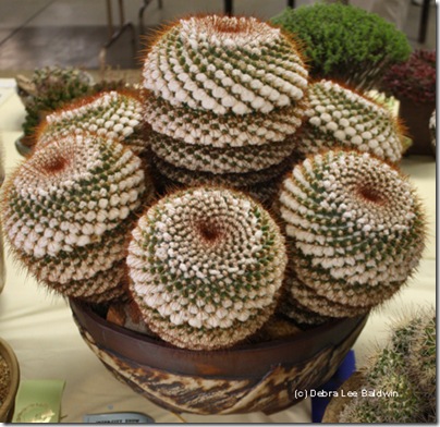 Mammillaria_canelensis[1]