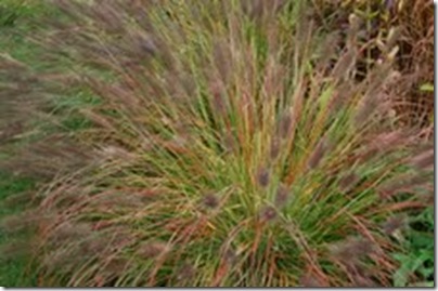 Pennisetum alo_viridescens