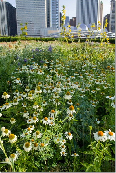 Book Photographer of the Year. Andrea Jones. 5 of 10. Lurie Garden. Frances Lincoln. September 2009