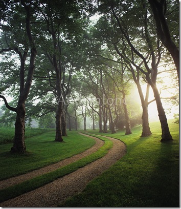 Selectively pruned trees lining avenue and gravel driveway in early morning light. Hither Lane, Long Island, USA. Designed by Reed Hilderbrand Associates