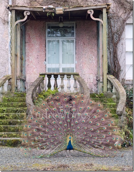 Male Peacock displays in front of Altamont House