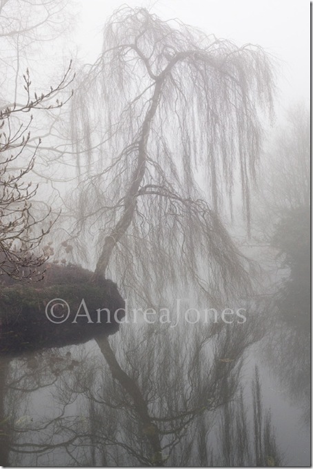 Overhanging tree by the lake