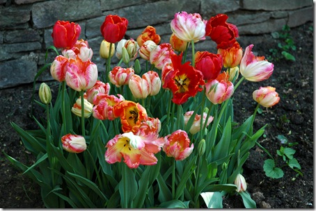 Tulips 5