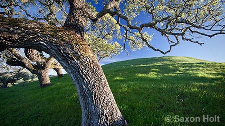 gilroy hills with oaks