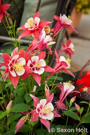 sygenta columbine Origami Red & White