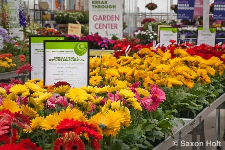 sakata gerbera display