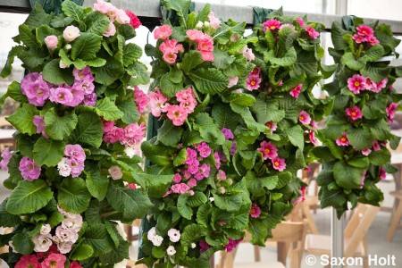 vertical primroses