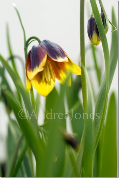 Fritillaria reuteri (GB)