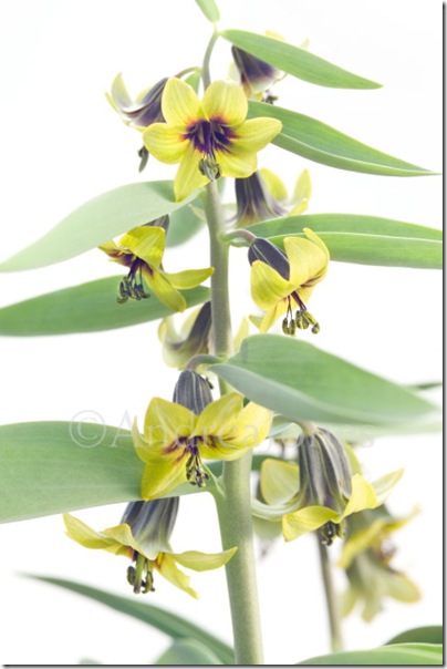 Fritillaria sewerzowii (Burguluk) 17604