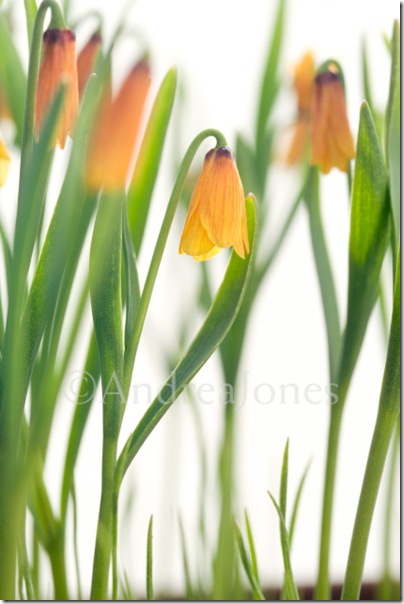 Fritillaria pudica (Idaho, Butte Co, 11542, USA)