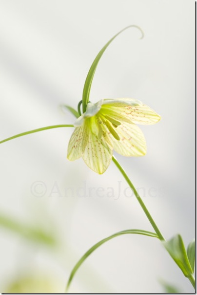 Fritillaria thunbergii