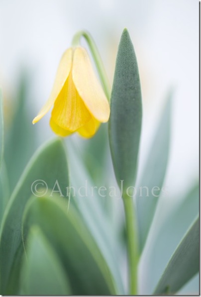 Fritillaria carica  (Goktepe) 14520