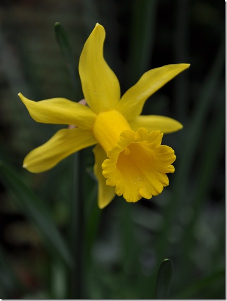 10 narcissus peeping tom