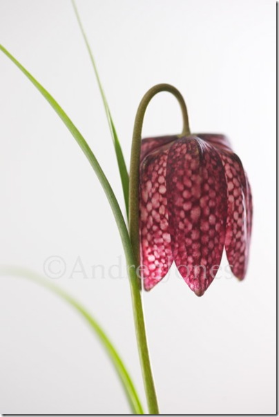 Fritillaria meleagris (Snakeshead fritillary)  © Andrea Jones  / Garden Exposures Photo Library