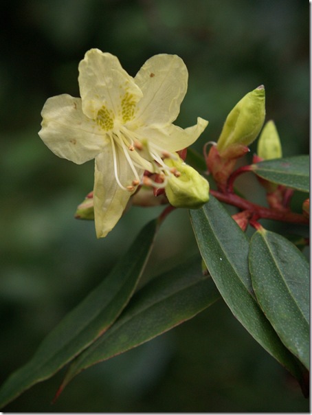 12 rhododendron lutescens 9s