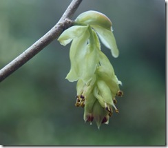 13 corylopsis spicata