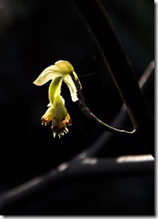 14 corylopsis spicata (2)