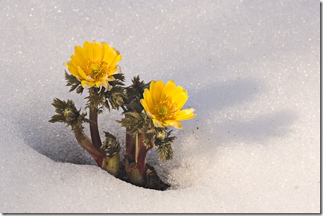 Adonis amurensis in snow