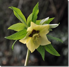 20helleborus ashwood garden hybrid (4)