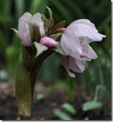 25 Helleborus thibetanus