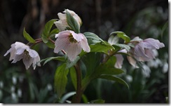 26helleborus thibetanus 2