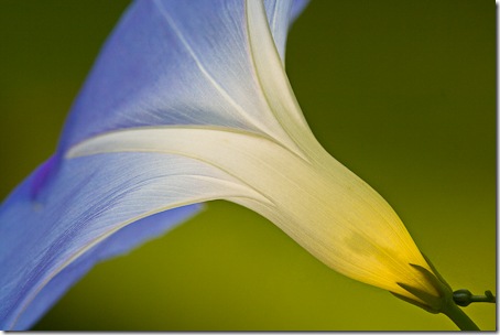 Morning Glory Ipomoea tricolor 'Heavenly Blue'