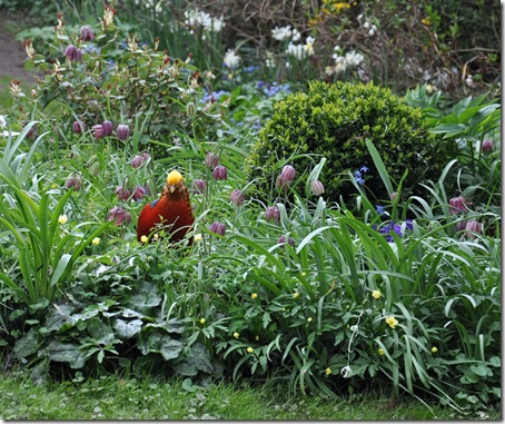 3 goudfazant tussen de kievitsbloemen